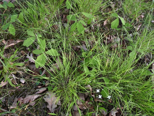 {Danthonia spicata}